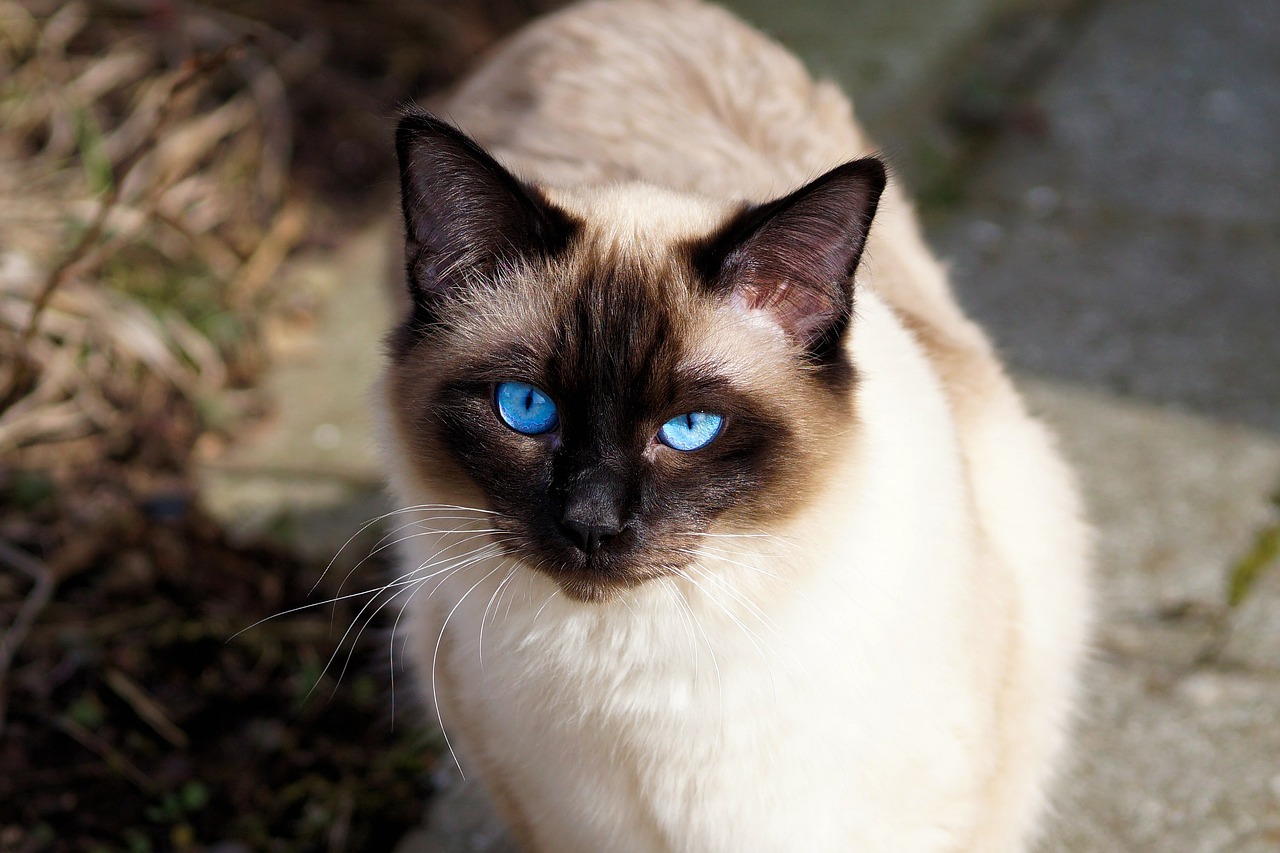 Jenis Kucing Peliharaan