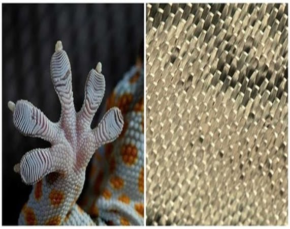 Some Technology Breakthrough Inspired From Nature - Facts