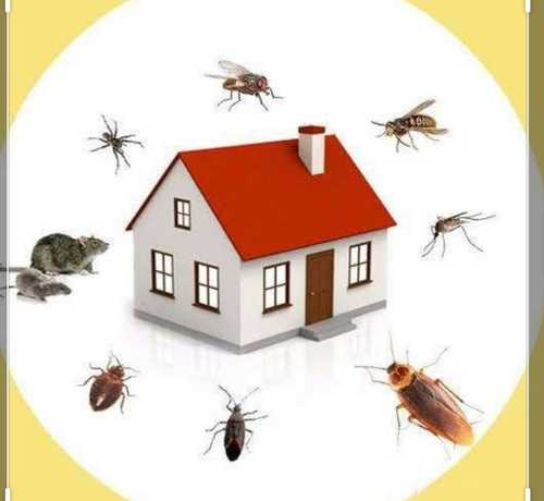 At-Home Pest Control