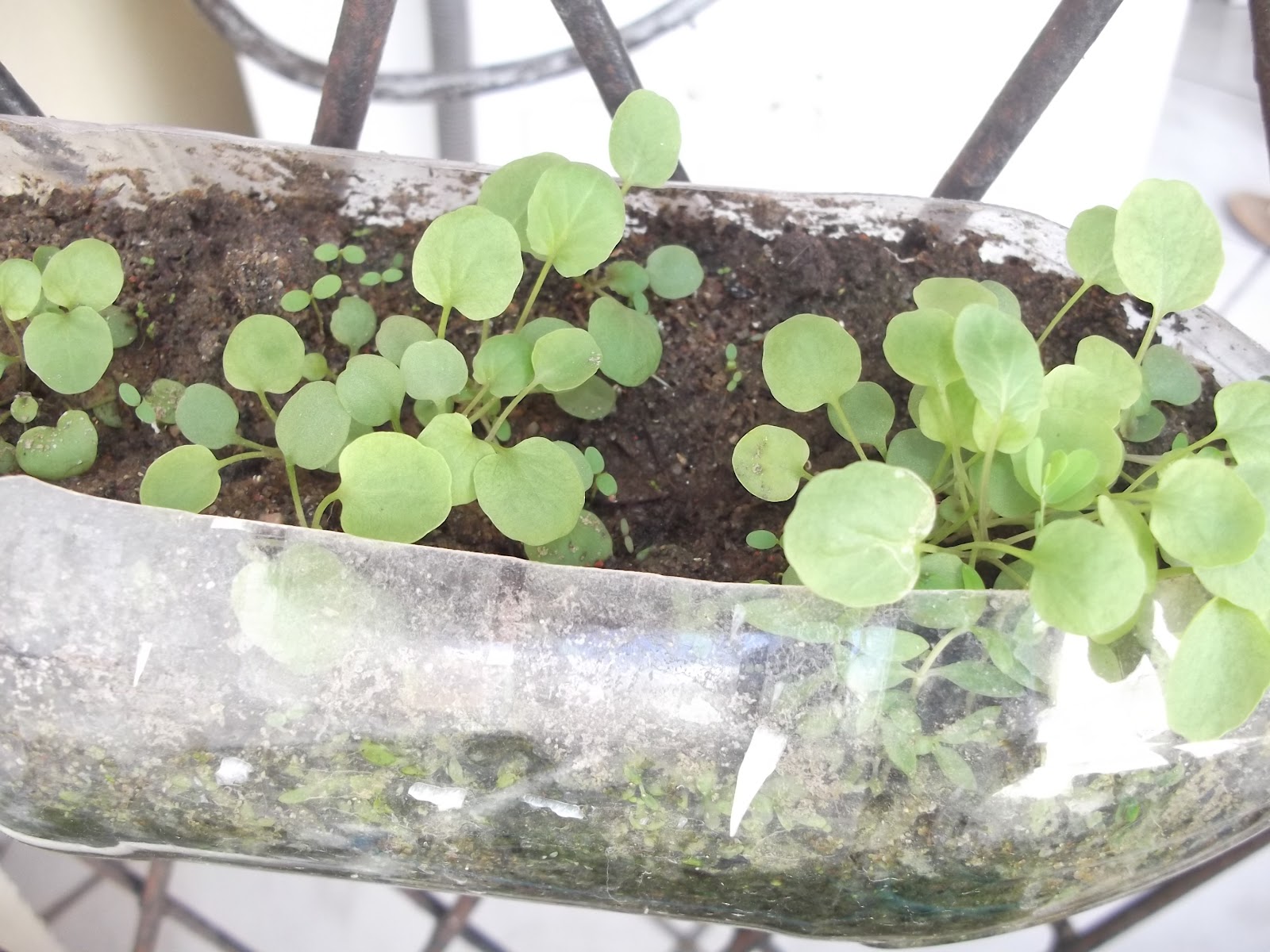 Como Plantar Cheiro Verde Em Garrafa Pet