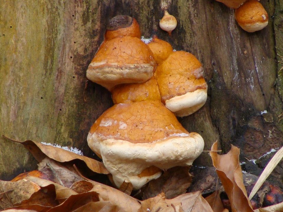 Fomitopsis pinicola DSC29455