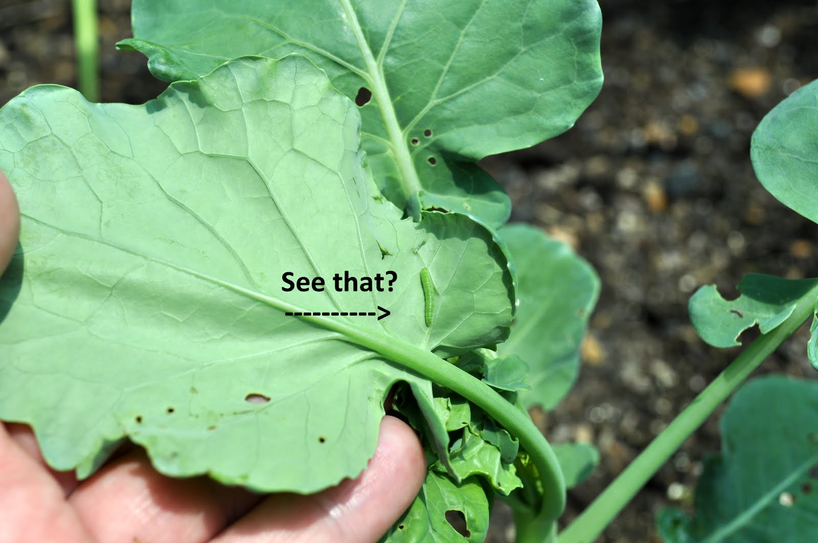 Ten For The Road Garden Friends and Foes&hellip;