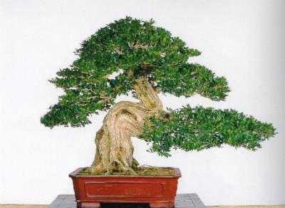 Ciri-ciri dan Keunggulan Bonsai Kemuning