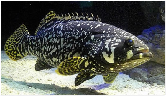 Harga Ikan Kerapu Di Malaysia : Whole Pineapple Grouper Ikan Kerapu