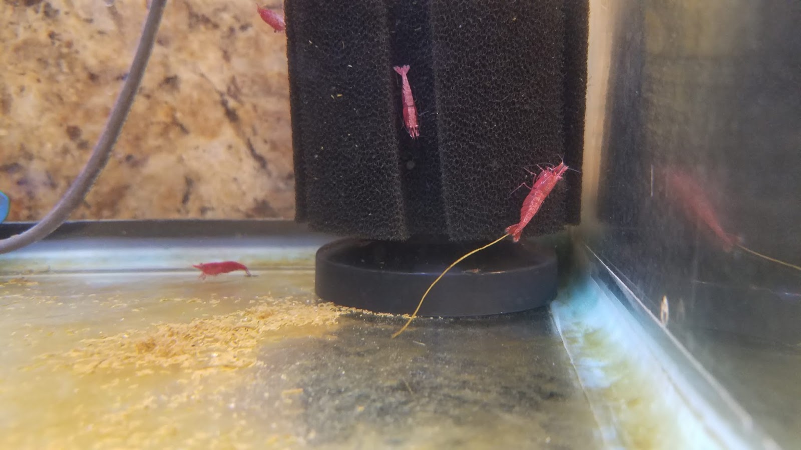 A GAMER'S WIFE How to Set Up an Easy Cherry Shrimp Tank for Breeding