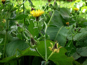 Yellow flower with prickly leaves