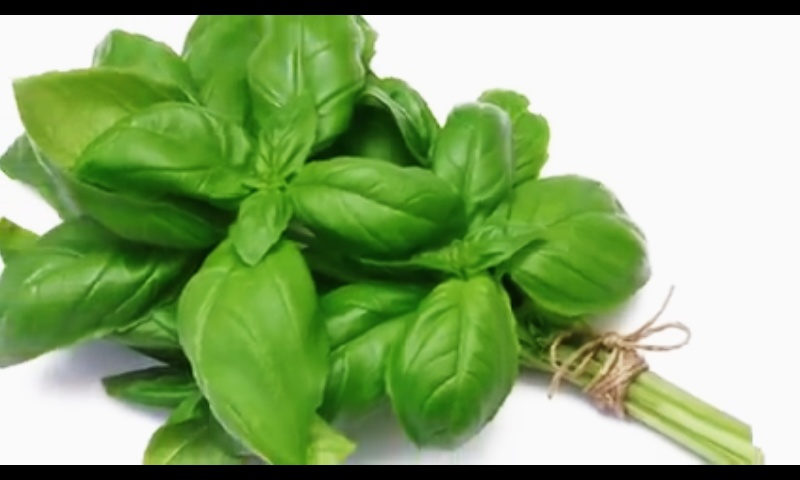 egy} trend} كيف تطرد الناموس (خمس طرق للتخلص من الناموس)