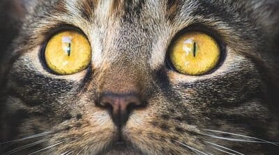 Kedilerin Kusma Nedenleri Ve Cozumu Bilsebi