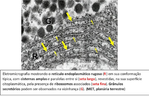 k - Pragas e Eventos