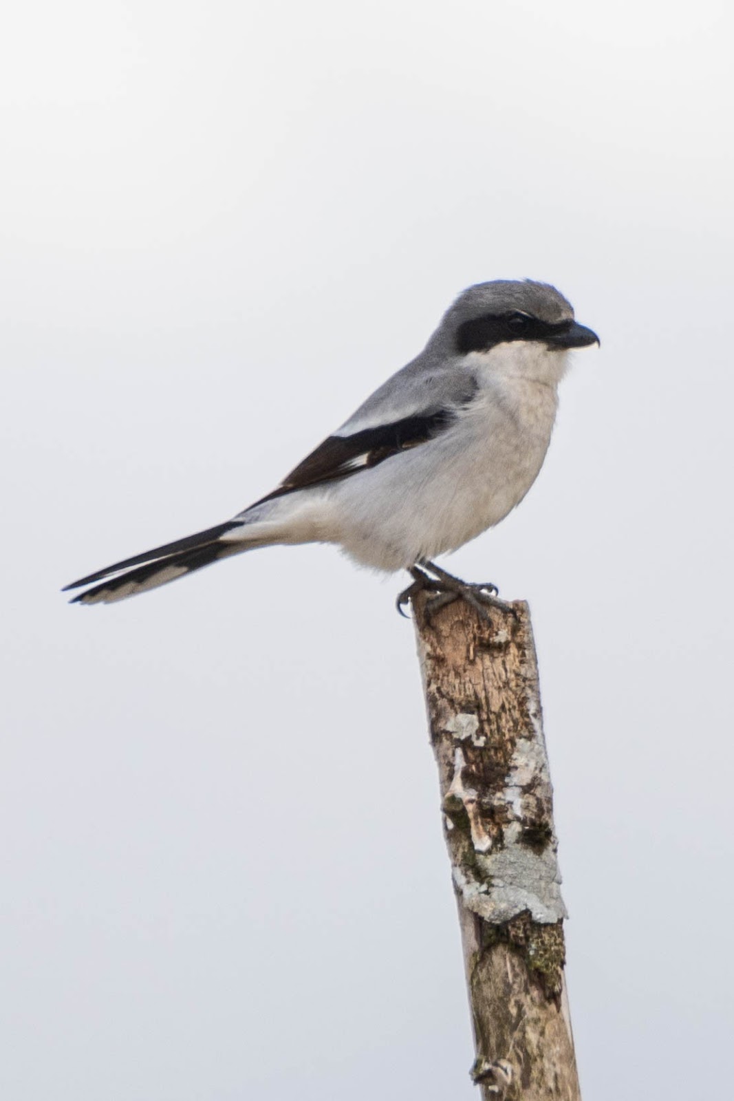 BC Rare Bird Alert: RBA: LOGGERHEAD SHRIKE in Coquitlam - April 4th