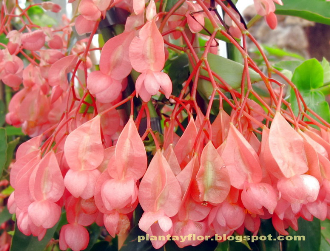 Plantas y flores: Begonia Tamaya