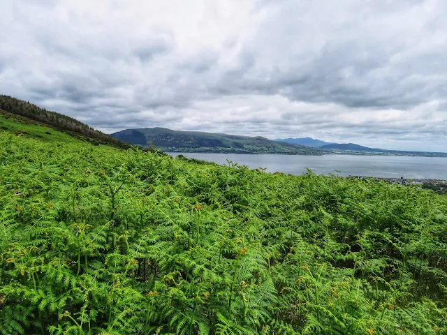 Bracken and view of Carlingford Lough in Ireland