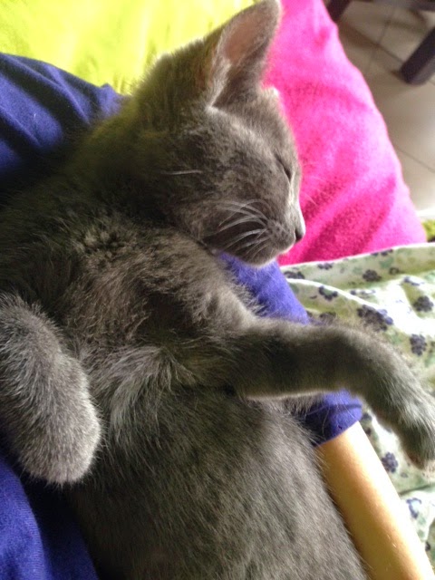 Il Mio Gatto Mi Lecca I Capelli