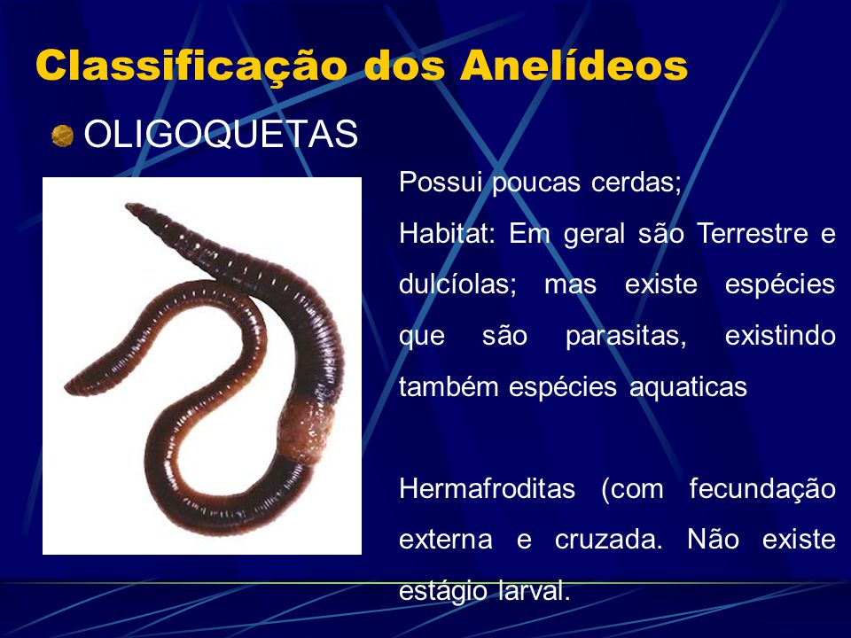 Filo anelídeos | Biologia: A ciência da vida