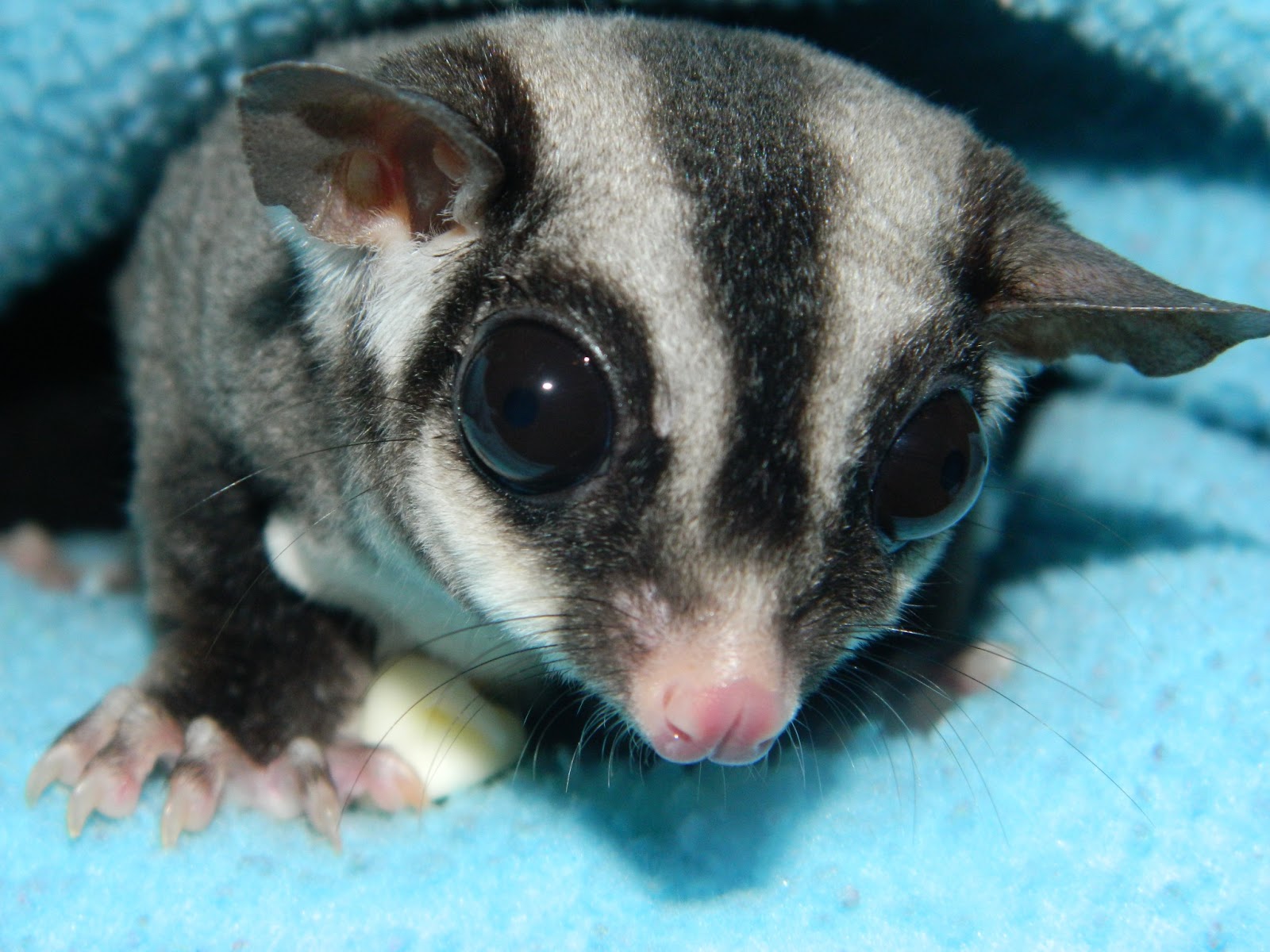 The Compulsive Ramblings Of A Philotherian: Sugar glider love&hellip;