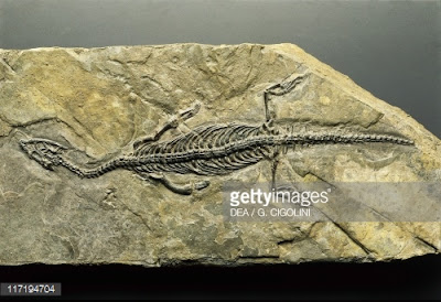 prehistoric marine reptil