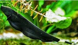 Jenis Ikan Hias Air Tawar Aquarium  Black Ghost Dari Surinam