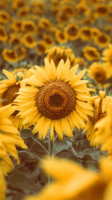 Yellow sunflower iPhone wallpaper and desktop