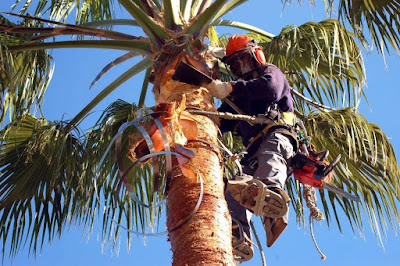 Limpieza de troncos y ramaje de palmeras en Alboraya