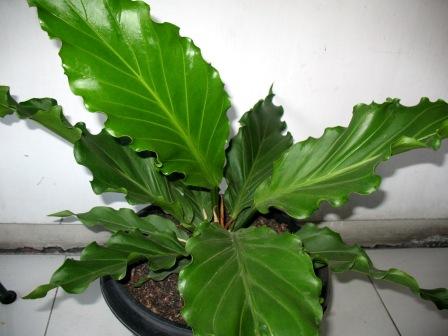 21+ Harga Bunga Gelombang Cinta Besar PNG