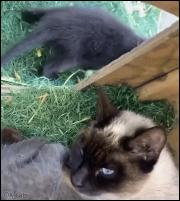 Amazing Cat GIF • The weirdest kitten your will ever see. Baby raccoon suckling from Mama cat!