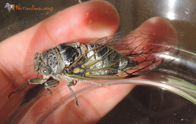 NaturAranjuez: Cicadidae - CHICHARRA