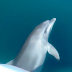 Δελφίνια «επισκέπτονται» σκάφος στον Αμβρακικό κόλπο!![βίντεο]