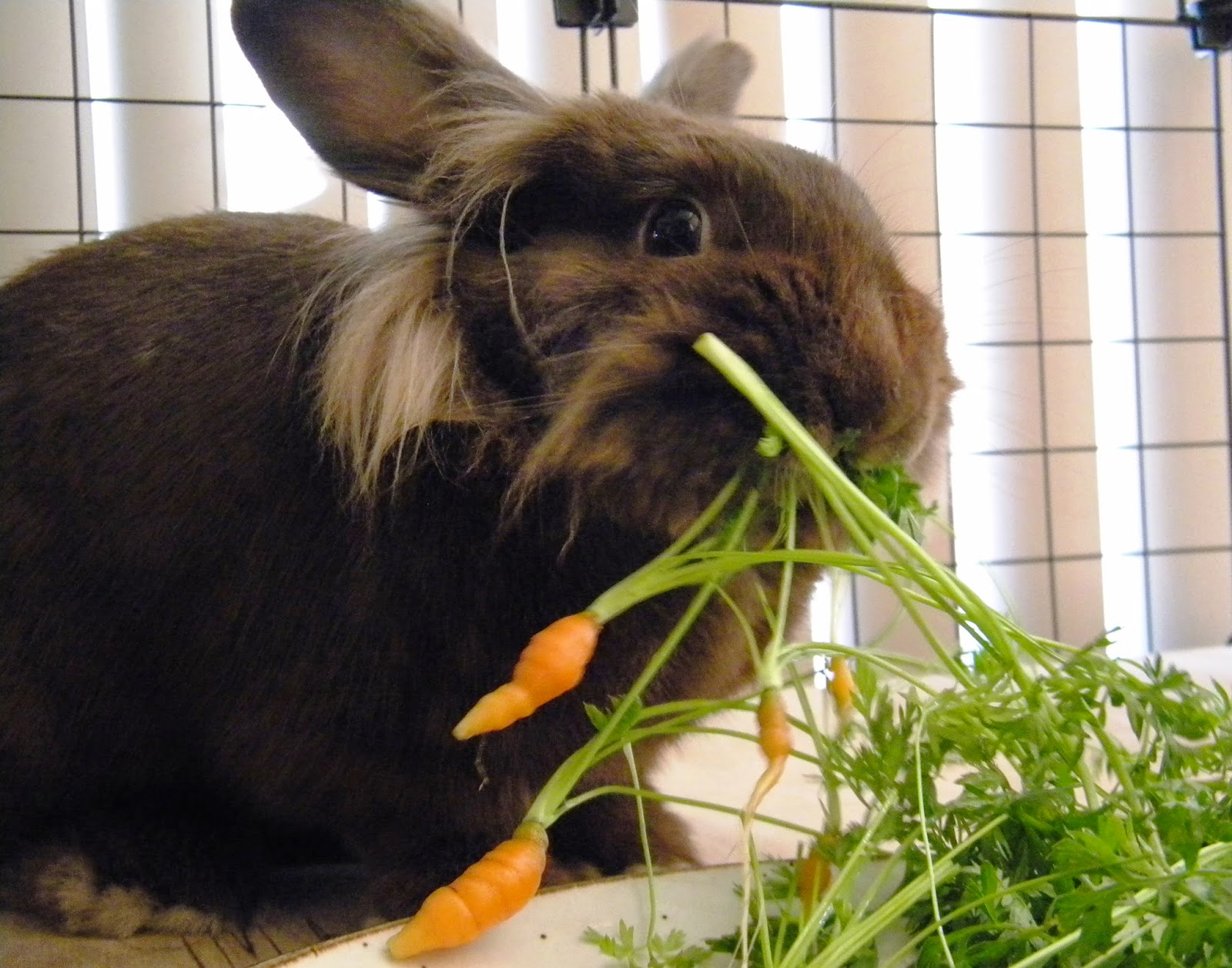 Can Rabbits Eat Carrot Leaves can-rabbits-eat-carrot-leaves