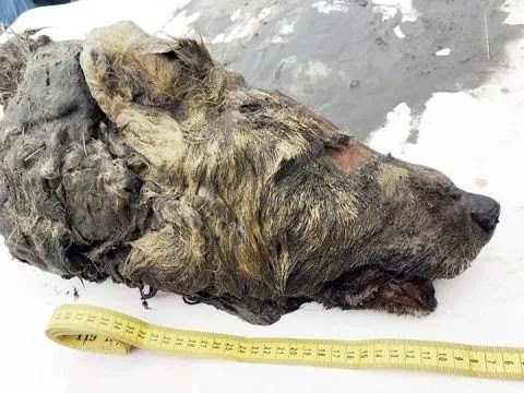 Encontraron la cabeza intacta de un lobo prehistórico