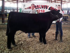 2013 Grand Champion Steer