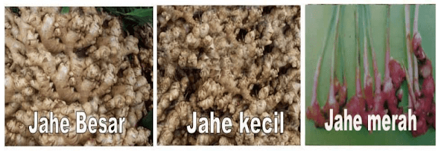 cara menanam jahe yang benar
