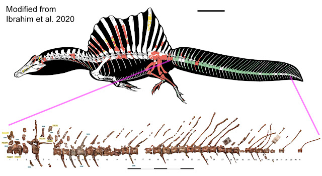 Paleo discoveries of 2020. Spinosaurus%2Btail%2B2020