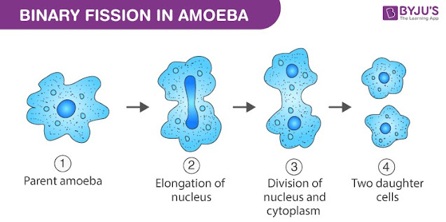 Pembelahan biner pada Amoeba