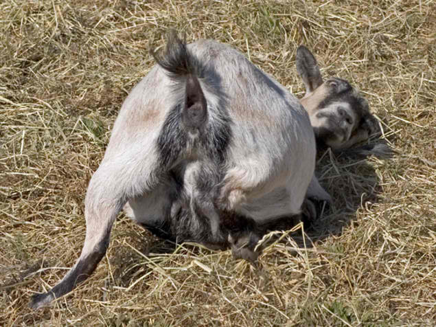 Brazilian Man To Marry His Goat