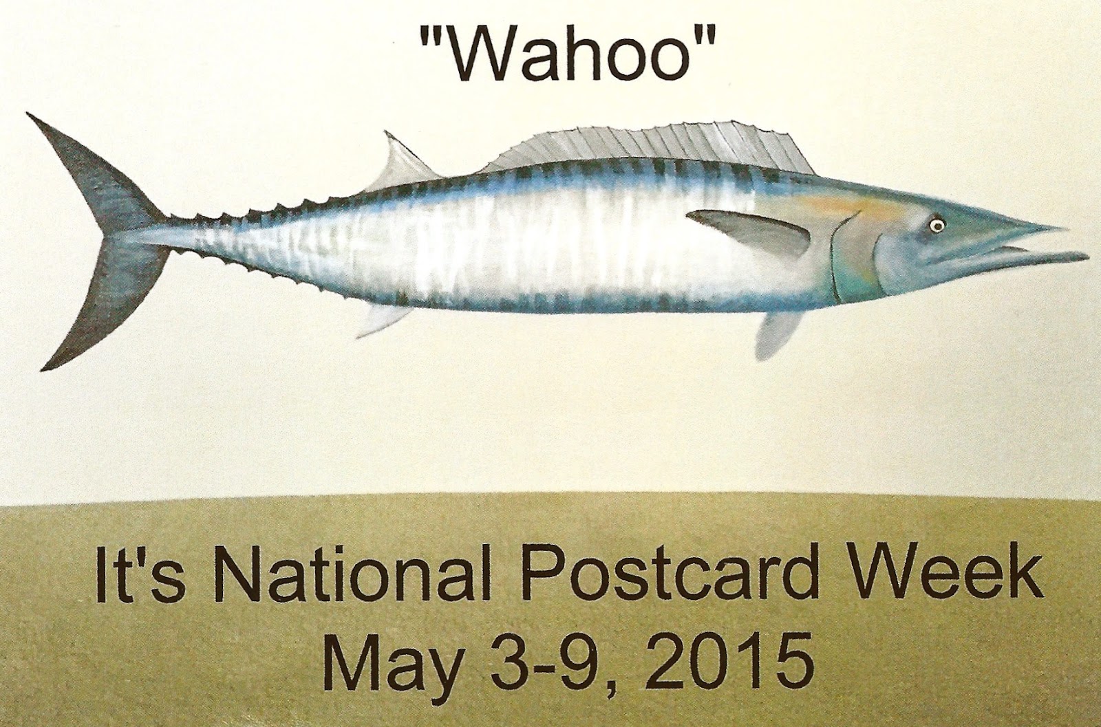 My Favorite Postcards A Drawing of a Wahoo Fish