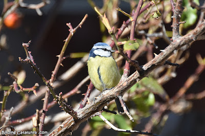 Mallerenga blava (Cyanistes caeruleus)