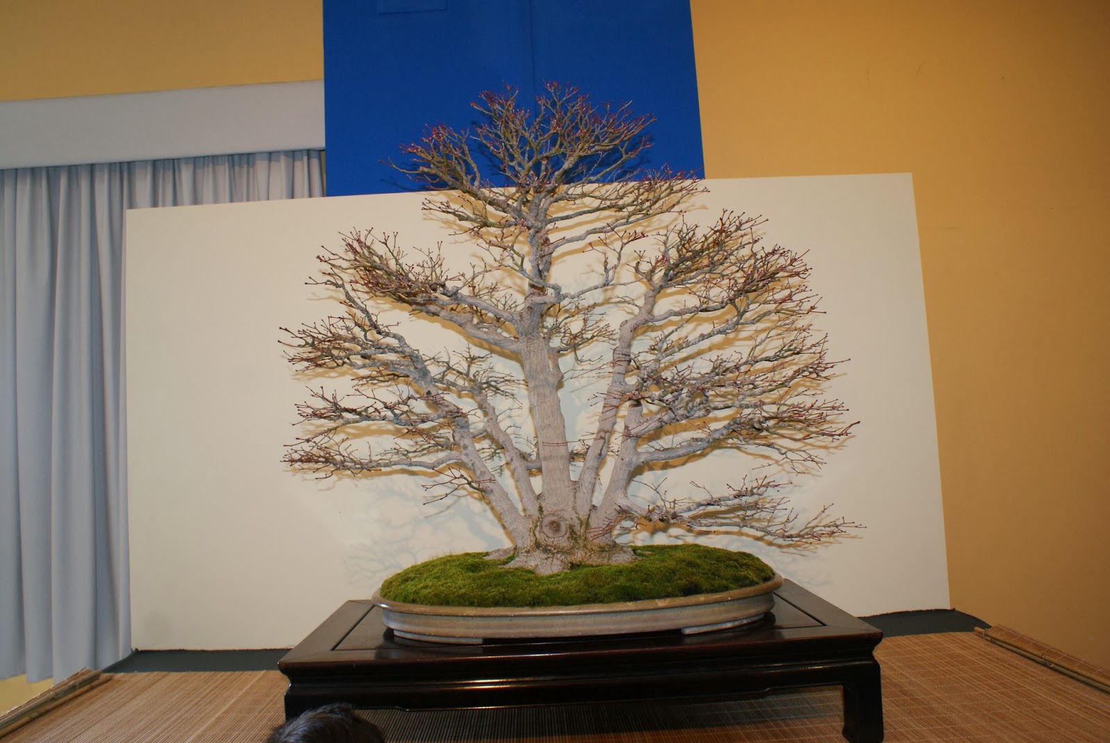 Asociacion Valenciana de Bonsai 2011 IV Exposicion Bonsai Paterna