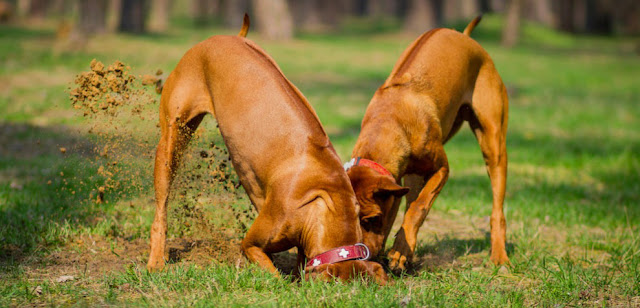 Complete Guide on How to Stop Your Dog from Digging