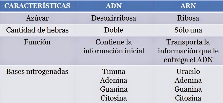 biologia2bachcamp: 2º BACHILLERATO. TEMA 5. ÁCIDOS NUCLEICOS biologia2bachcamp: 2º BACHILLERATO. TEMA 5. ÁCIDOS NUCLEICOS