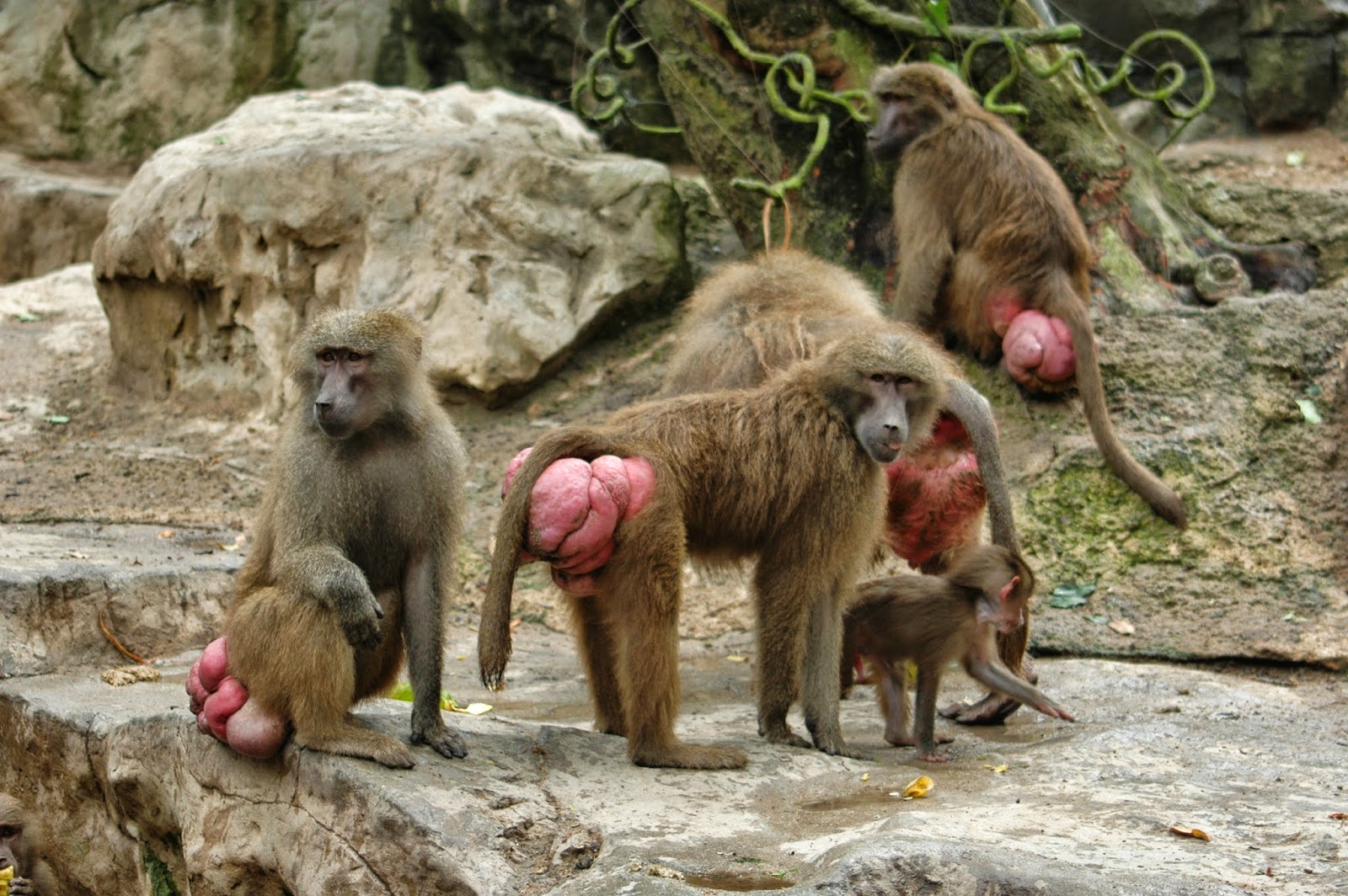 Картинка жопа обезьяны