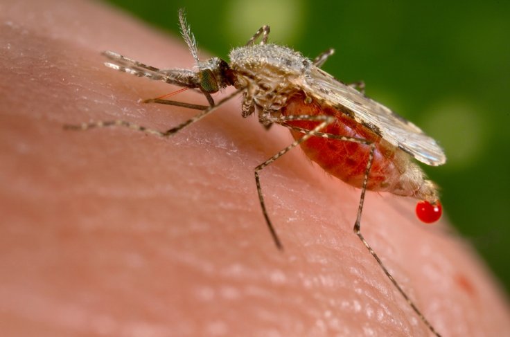 Zika virus is transmitted through the bite of an infected female Aedes mosquito. Zika virus is transmitted through the bite of an infected female Aedes mosquito.