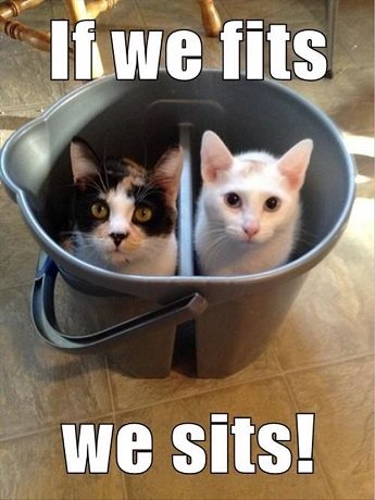 2 funny cat in a bucket • “If we fits we sits!” 2 funny cat in a bucket • “If we fits we sits!”