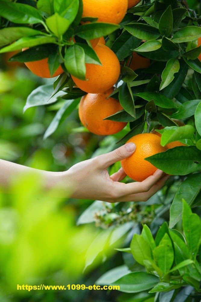 What defines a Seasonal Worker?