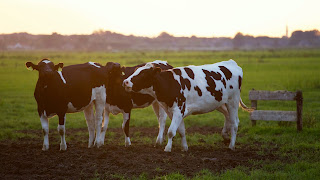 BRANCHES OF AGRICULTURE IN HINDI l कृषि की विभिन्न शाखाएँ इन हिंदी