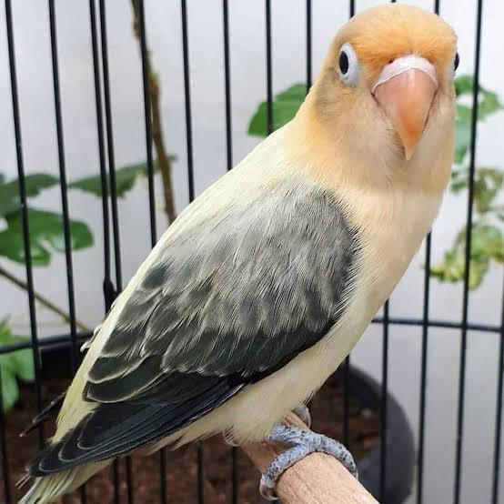 77 Gambar Burung Labet Biola Paling Keren Gratis Gambar Burung