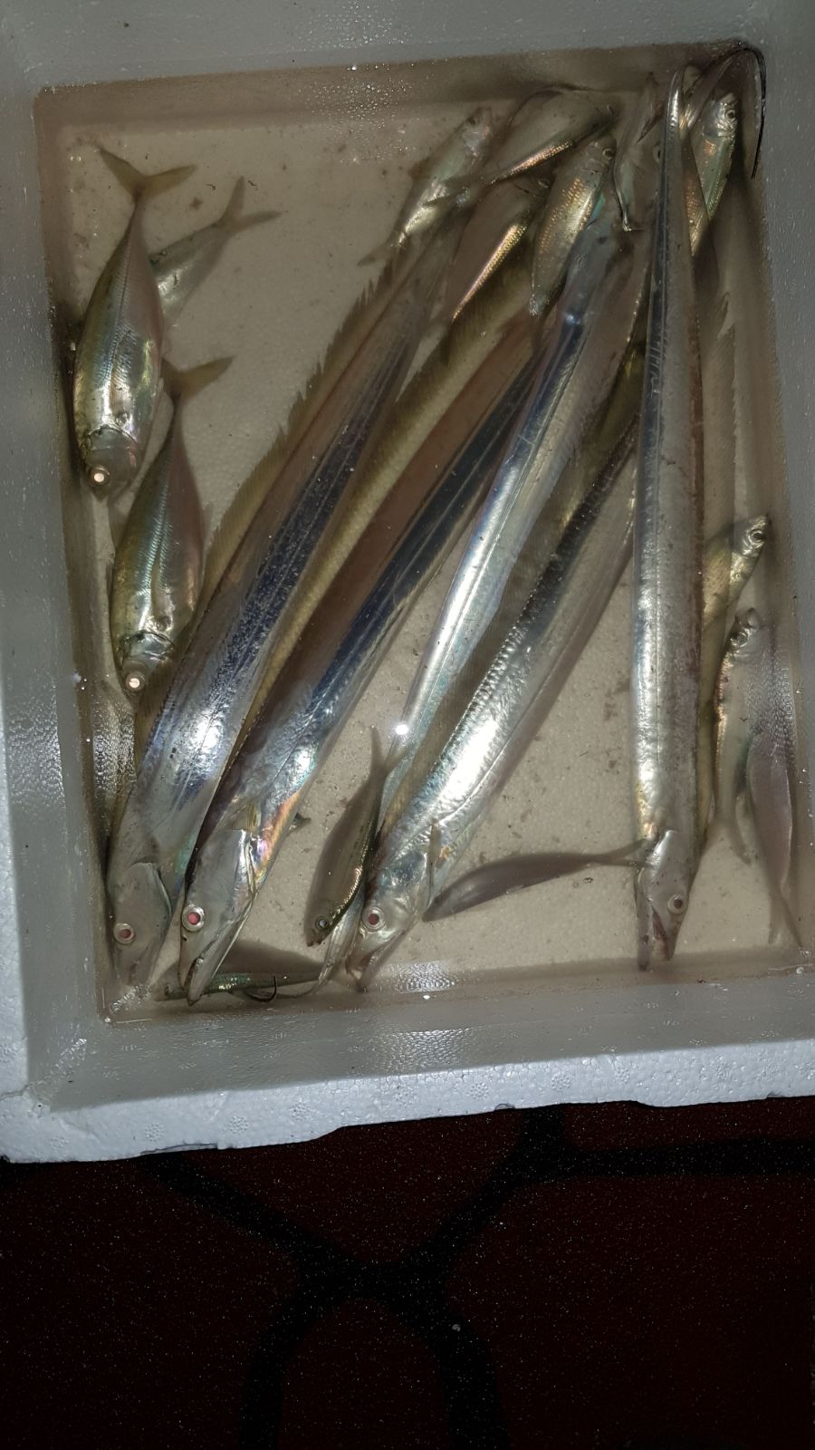 macfighter lure fishing Belt fish at Bedok Jetty