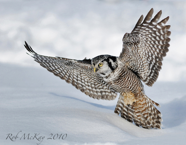 owls of alberta My HD Animals