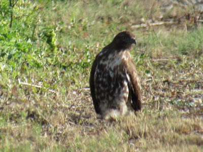 Sacramento National Wildlife Refuge