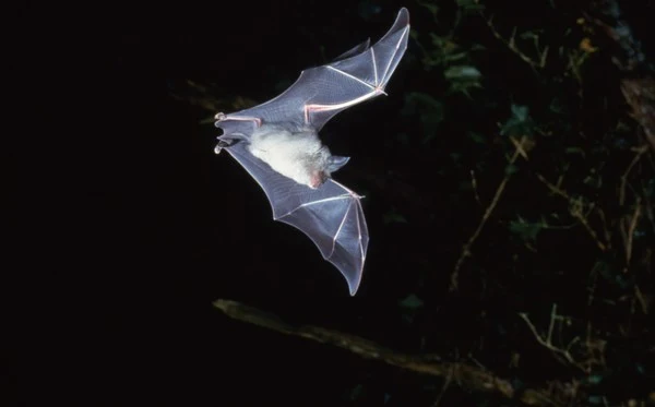 Devon Wildlife Trust. Greater Horseshoe Bat in flight - Photo copyright Frank Greenaway (All Rights Reserved)