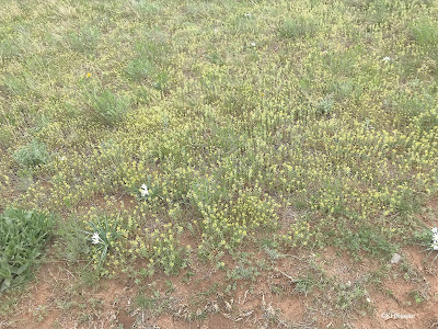 field with wild alyssum, Alyssum simplex field with wild alyssum, Alyssum simplex